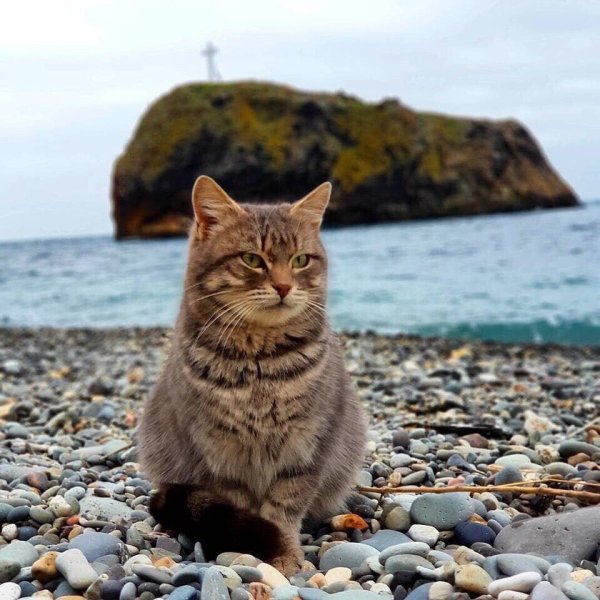 Кошка на море