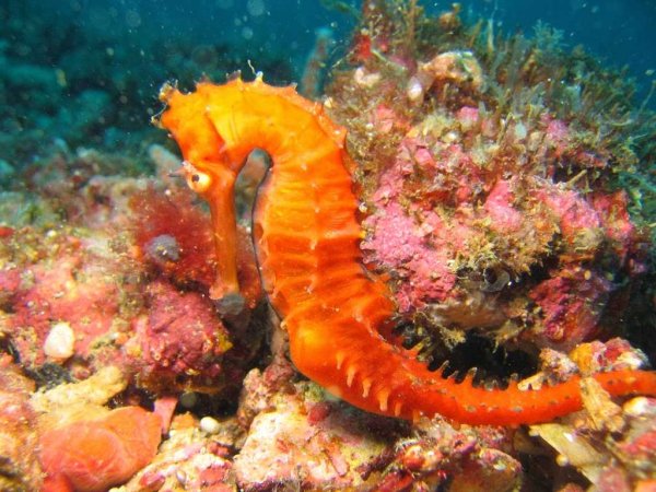 Обитатели морского дна