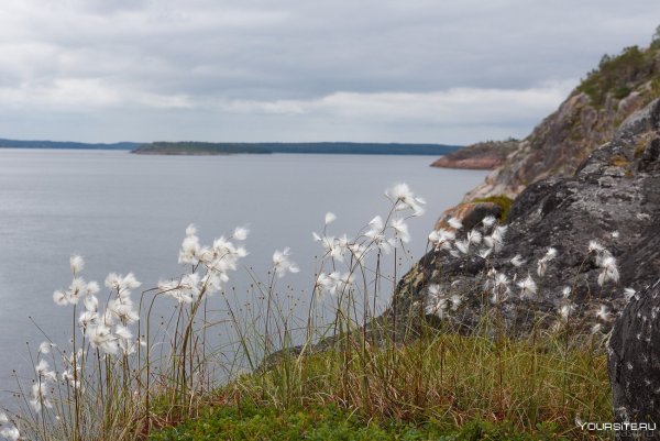 Осечкова губа белое море