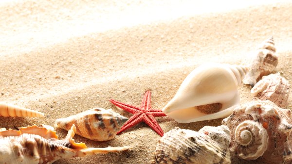 Море песок ракушки