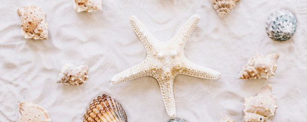 Морские раковины Эстетика