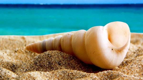 Ракушки на пляже