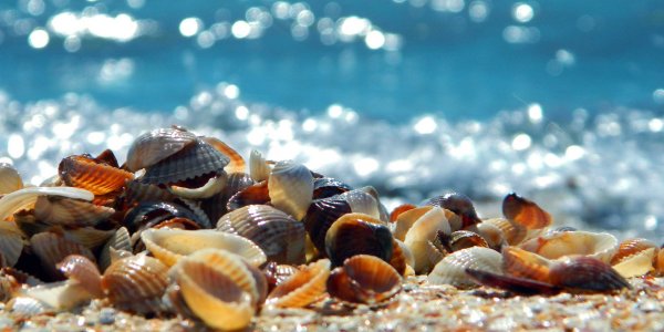 Картинки на рабочий стол ракушки