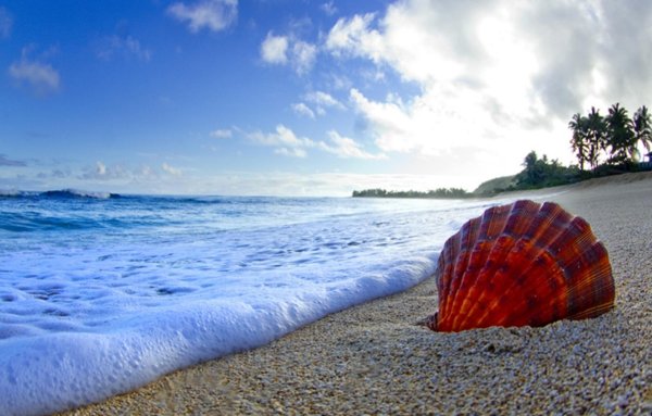 Морская раковина на берегу