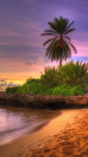 Лето пальмы