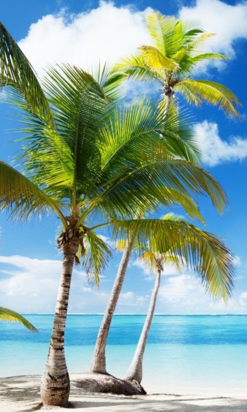 Баннер пальмы море пляж