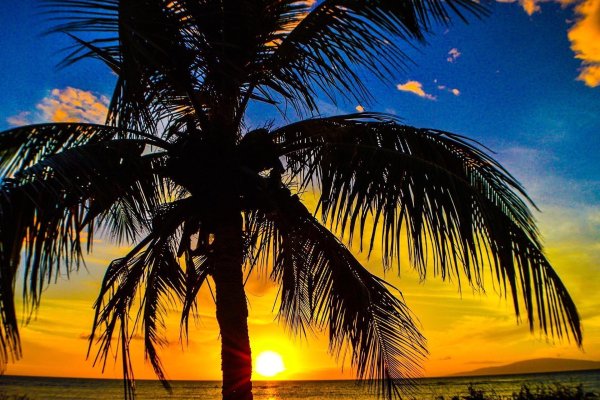 Морской пляж с пальмами