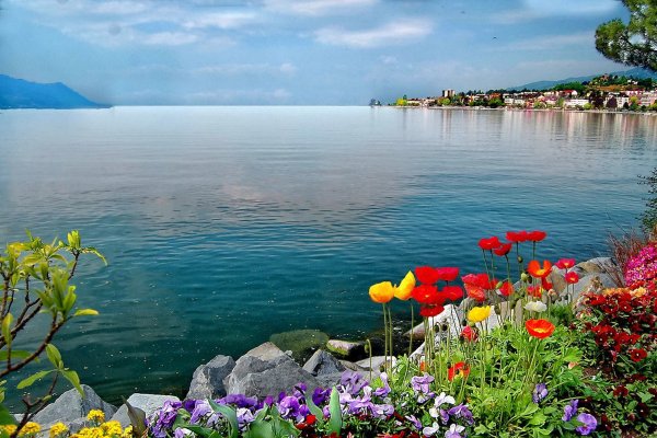 Цветы и море