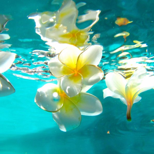 Плюмерия на воде