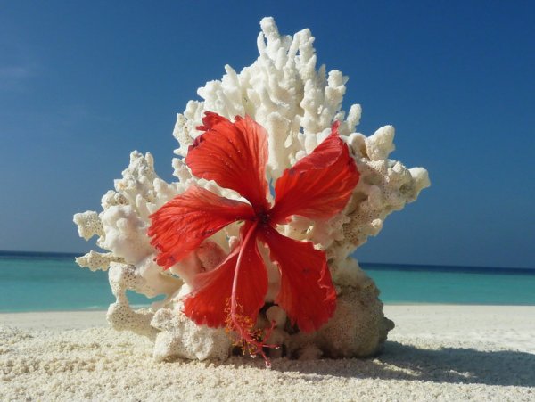 Экзотические цветы на пляже