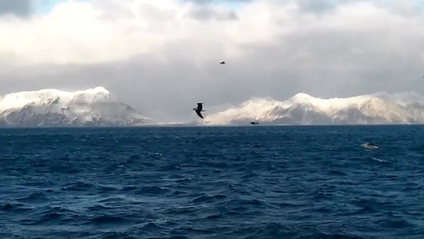 Олюторский залив Берингова моря