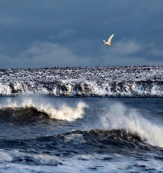 Берингово море