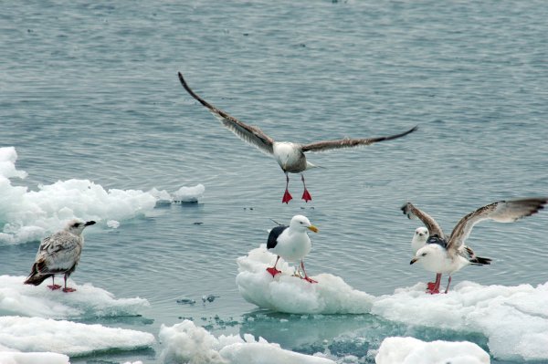 Берингов пролив и Берингово море