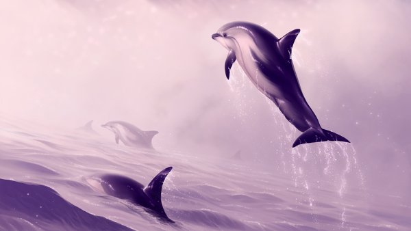 Дельфины в море