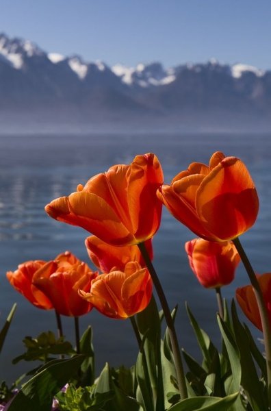 Тюльпан Шпицберген