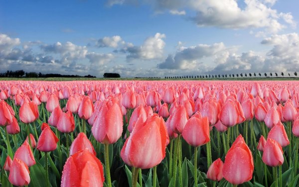 Тюльпаны на Маныче