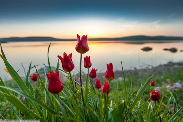 Тюльпаны Геснера на озере Эльтон