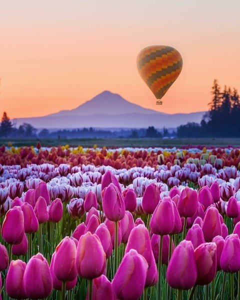 Лола кизгалдок фото