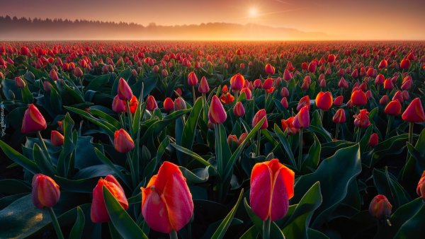 Фотообои тюльпаны