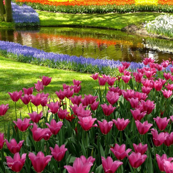 Тюльпан Памплона