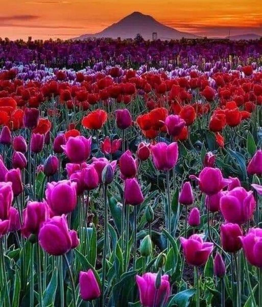 Долина тюльпанов Калмыкия