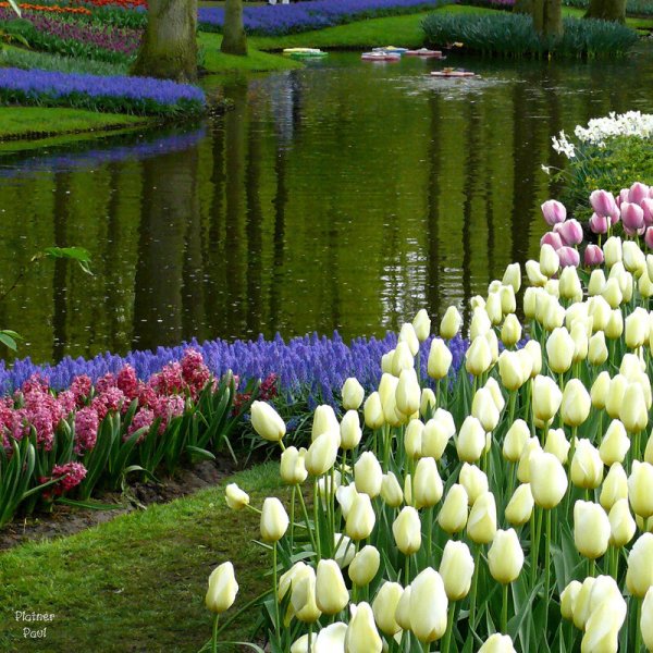 Тюльпан Иль де Франс (Триумф)