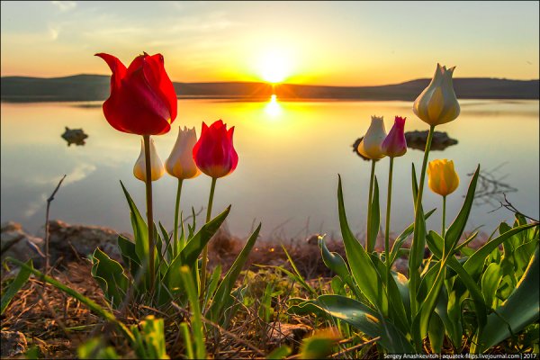 Лола кизгалдок