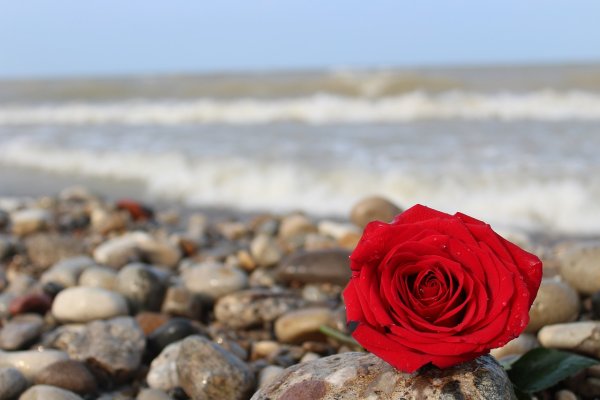 Розы на берегу моря