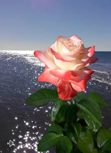 Розы на берегу моря
