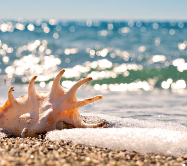 Море птицы девушка