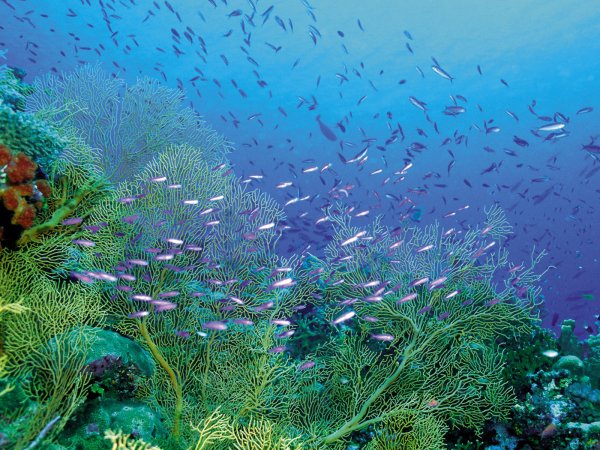 Средиземное море подводный мир