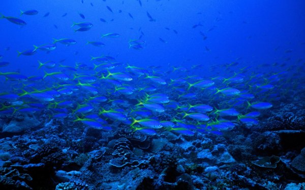 Подводный мир Средиземного моря