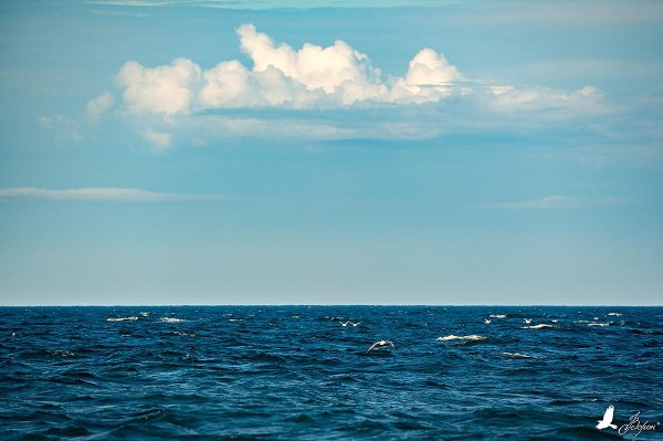 Синева моря