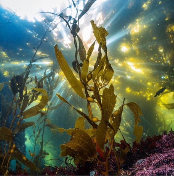 Фукусы морские водоросли