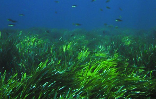 Посидония океаническая