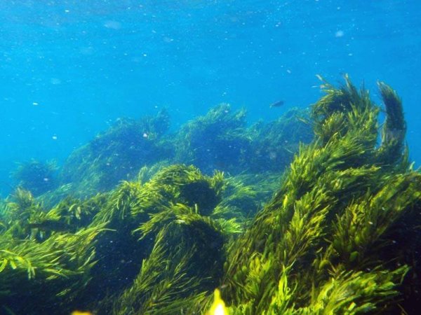 Фитобентос водоросли