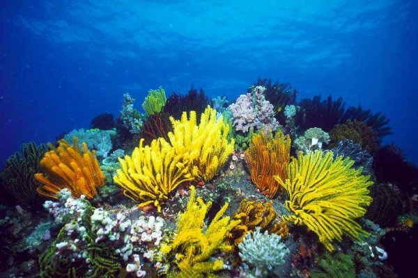 Фукусы индийский океан