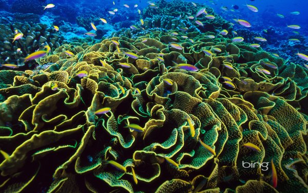 Флора Атлантического океана