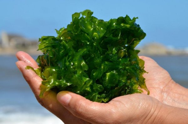 Ламинария Акутус