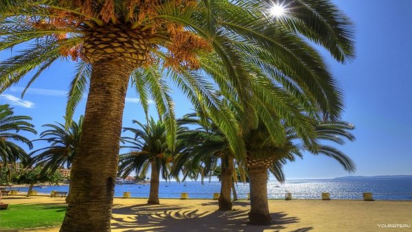 Море пляж пальмы