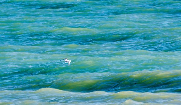 Картина вода море Александра Величко