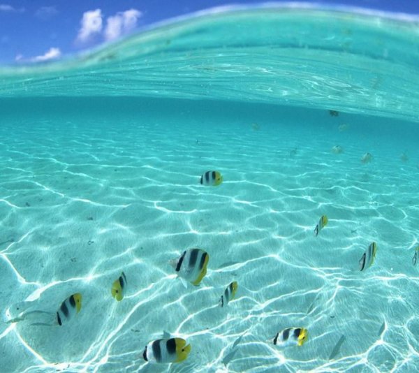 Видеть во сне море чистое голубое спокойное