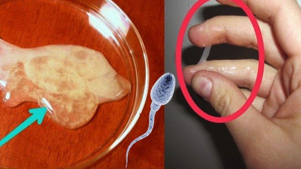 Численность сперматозоидов