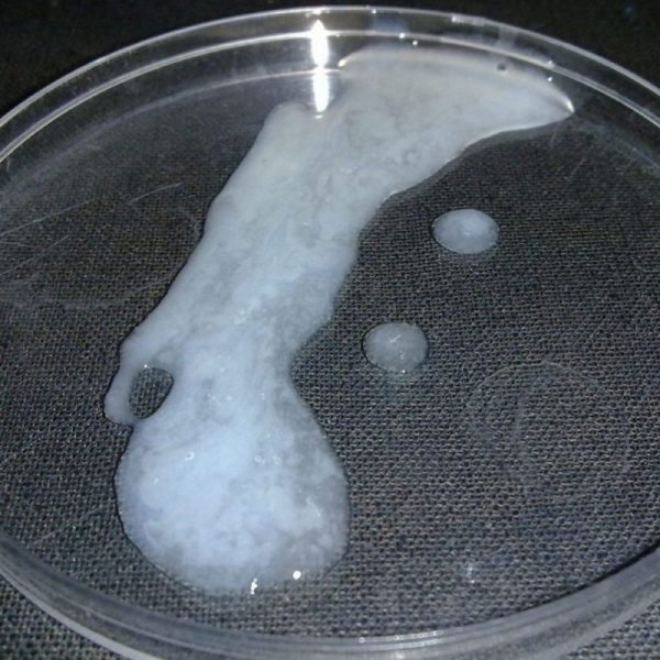 Рэнди марш эктоплазма