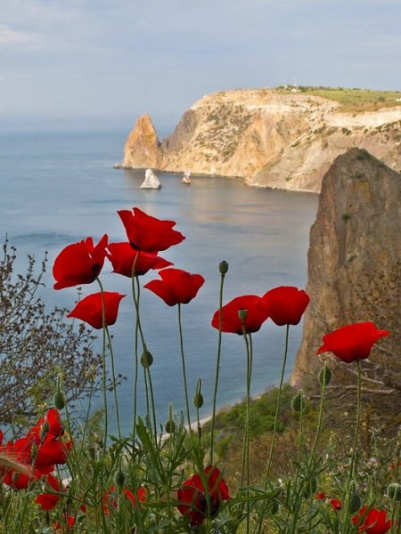 Маки в Крыму мыс Тарханкут