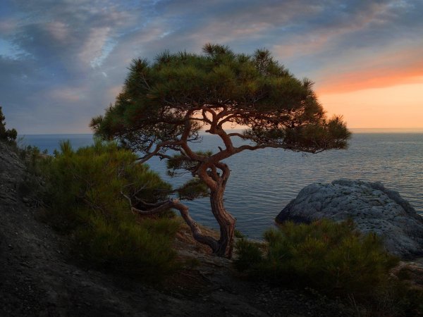 Сосна Пиния Pinus pinea