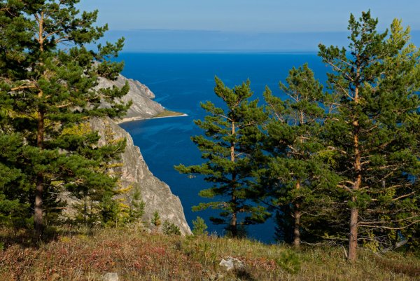 Флора озера Байкал кедр