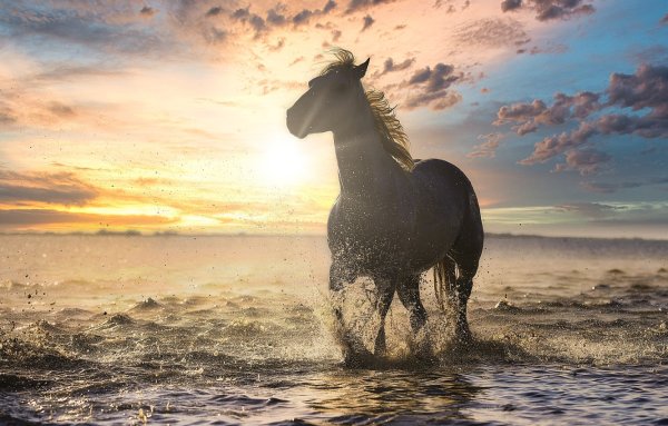 Лошадь мчится