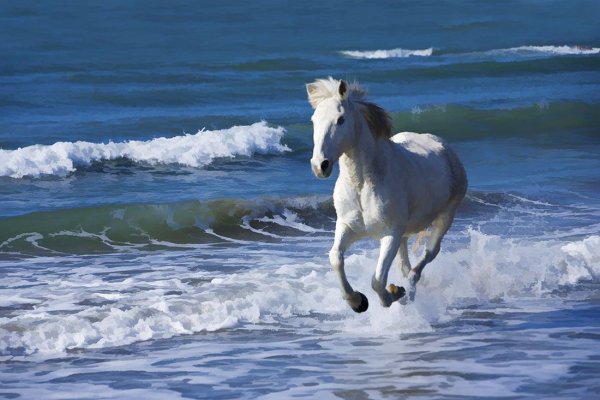 Конь у моря
