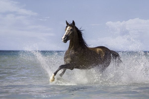 Лошадь бежит по берегу моря